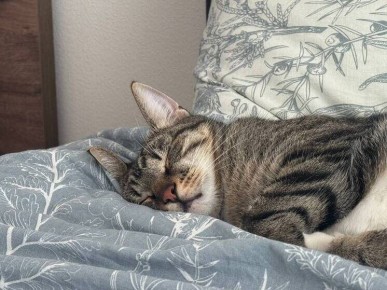 Сон перед экзаменом: как правильно подготовиться к ЕГЭ по версии психолога