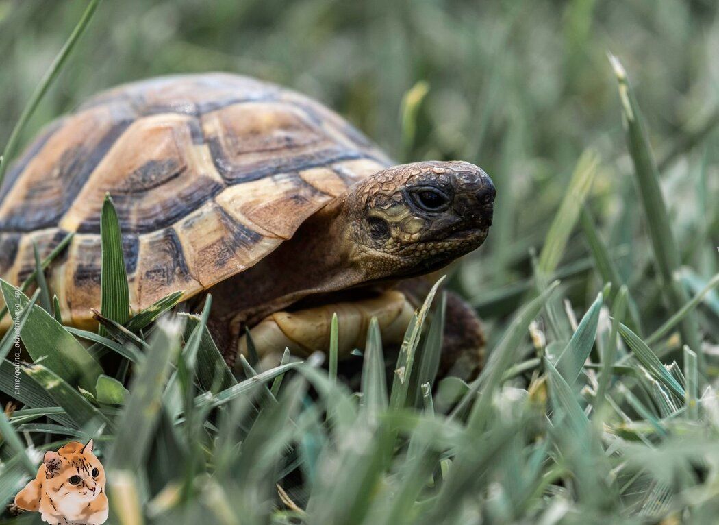 Черепаха как символ мудрости: Уроки долголетия и слушания в мире скоростей