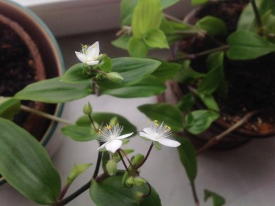 Лень: друг или враг на пути к успеху?