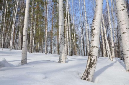 Весна в марте: пробуждение природы и её чудеса