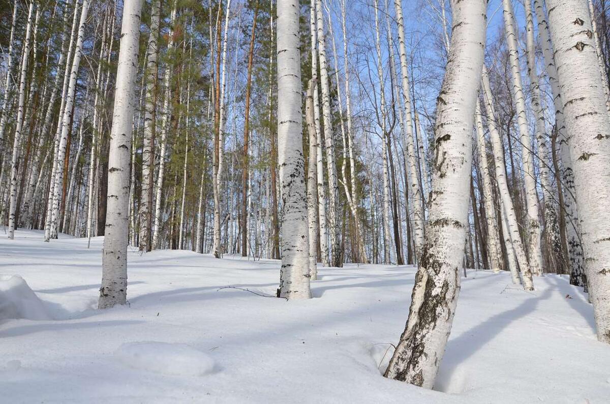 Весна в марте: пробуждение природы и её чудеса