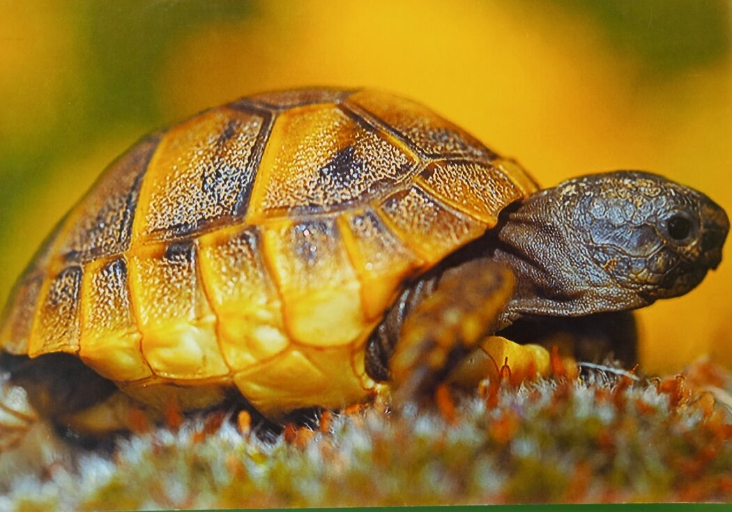 Черепаха как источник мудрости: новое направление в психотерапии